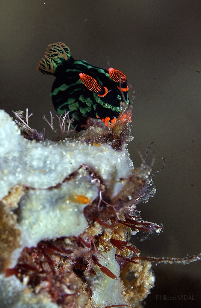 Banda Sea 2018 - DSC05918_rc - Kubarnyana nembrotha - Nembrotha de Kubary - Nembrotha kubaryana.jpg